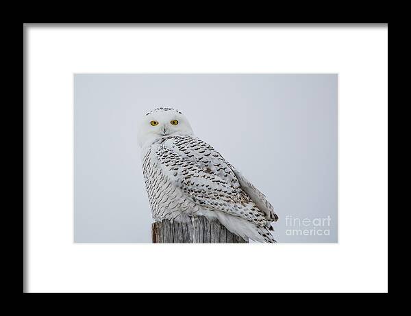 Field Framed Print featuring the photograph Snowy Wisdom by Cheryl Baxter