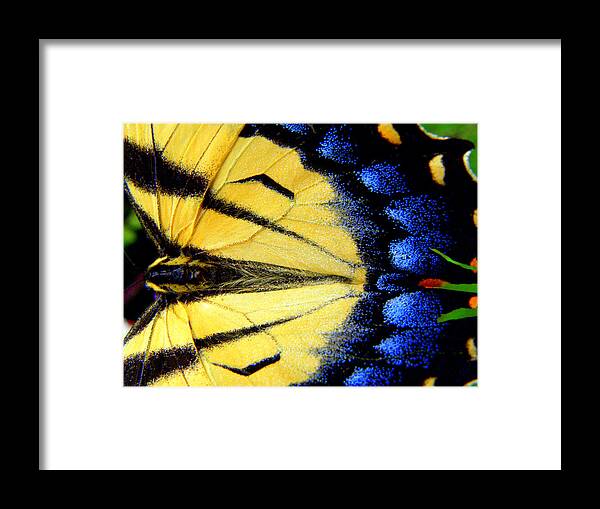 Monarch Butterfly Framed Print featuring the photograph So Bright So Beautiful by Kim Galluzzo