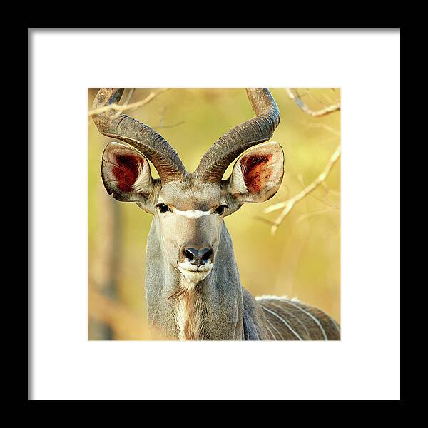 Environmental Conservation Framed Print featuring the photograph So Majestic by Yuri arcurs