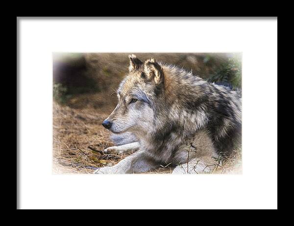 Wolf Framed Print featuring the photograph So Precious by Karol Livote