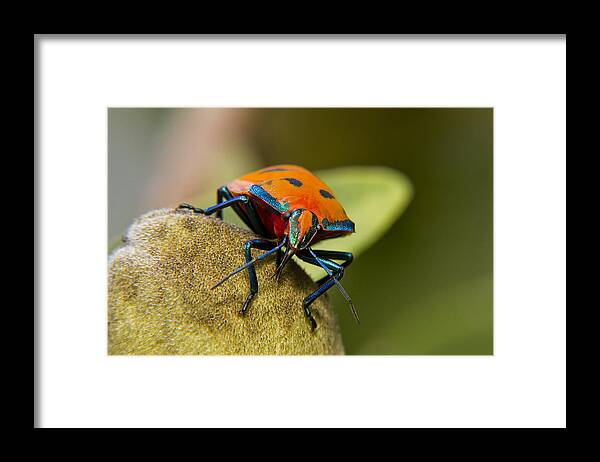 Stink Bug Framed Print featuring the photograph So shy 01 by Kevin Chippindall