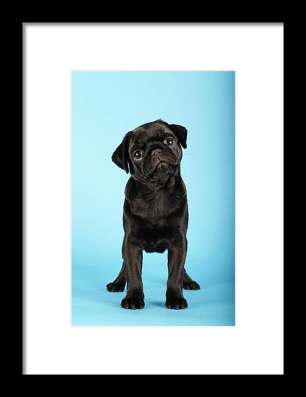 Pets Framed Print featuring the photograph So Wheres My Treats by Mlorenzphotography
