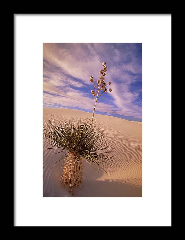 00341457 Framed Print featuring the photograph Soaptree Yucca On Dune by Yva Momatiuk and John Eastcott