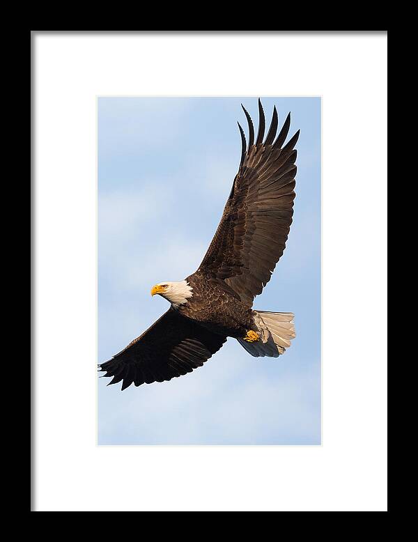 Eagle Framed Print featuring the photograph Soaring American Bald Eagle by Bill Wakeley