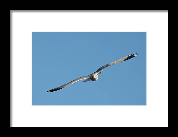 Wing Framed Print featuring the photograph Soaring Seagull by Richard Bryce and Family