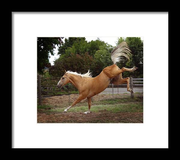Action Equine Framed Print featuring the photograph Soccer Punch by Melinda Hughes-Berland
