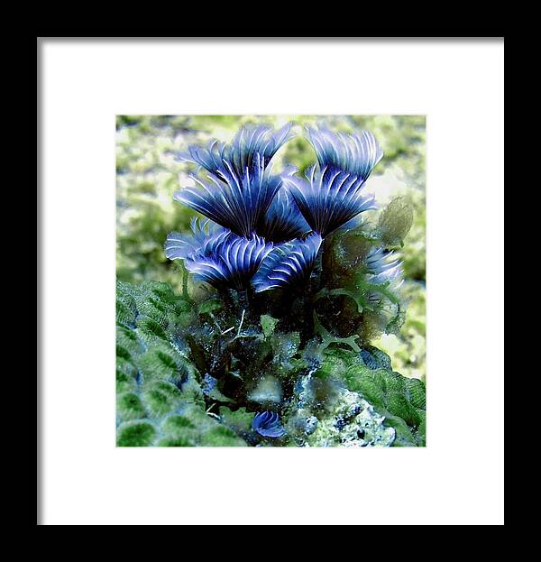 Nature Framed Print featuring the photograph Social Feather Duster Cluster - A Social Gathering by Amy McDaniel