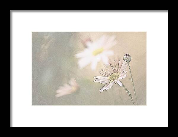 Flowers Framed Print featuring the photograph Soft Aster by Tammy Schneider