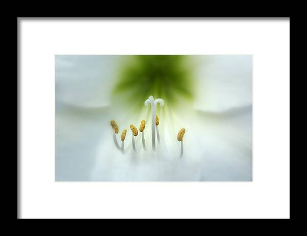 Nature Framed Print featuring the photograph Soft Beauty by Lynn Sprowl