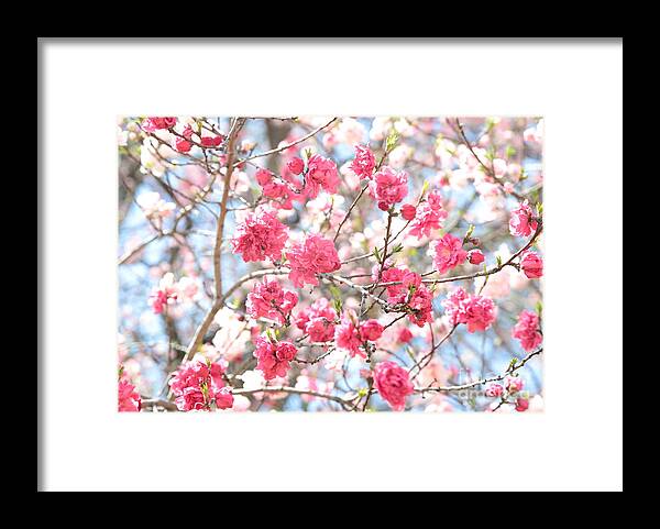 Soft Colors Framed Print featuring the photograph Soft Colors of Spring by Carol Groenen