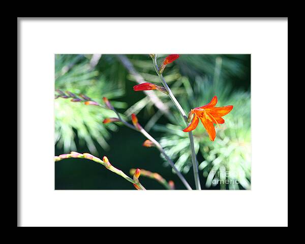 Botanical Framed Print featuring the photograph Soft Crocosma by Rich Collins