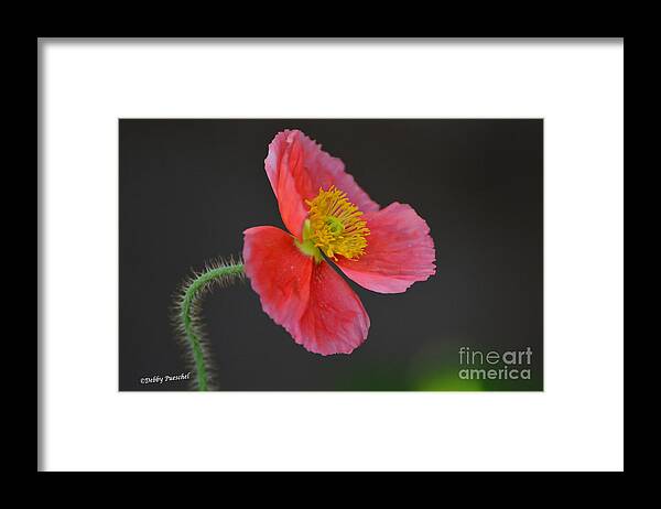 Poppy Framed Print featuring the photograph Soft by Debby Pueschel