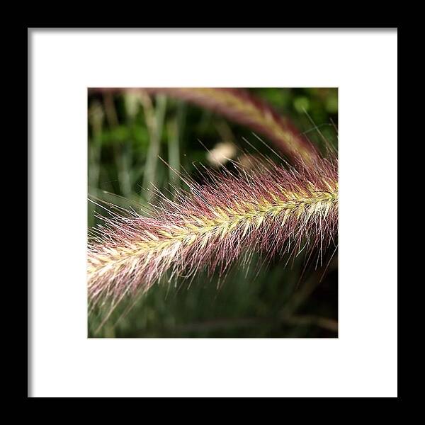  Framed Print featuring the photograph Soft by Gia Marie Houck
