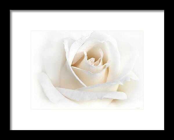 Rose Framed Print featuring the photograph Soft Ivory Rose Flower by Jennie Marie Schell