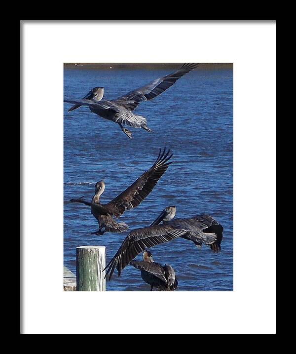 Pelicans Framed Print featuring the photograph Soft Landing by John Glass