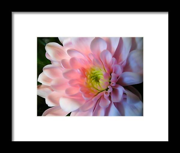 Flower Framed Print featuring the photograph Soft Petals by David T Wilkinson