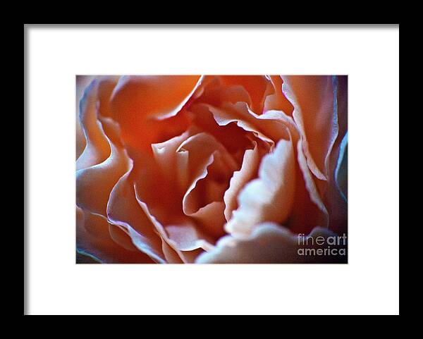 Flower Framed Print featuring the photograph Soft Petals by Ron Roberts