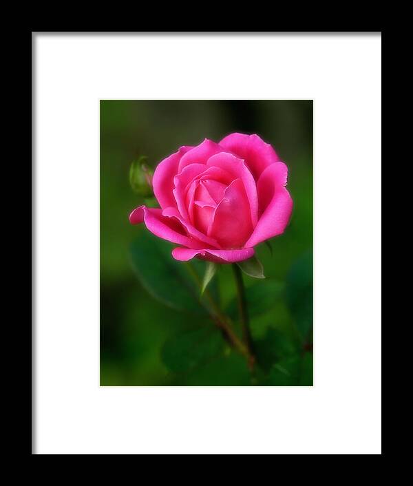 Soft Rose Framed Print featuring the photograph Soft Rose by Carolyn Derstine