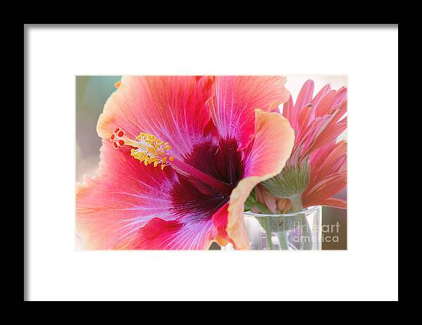 Orange Flower Framed Print featuring the photograph Soft Touch Hibiscus by Sally Simon