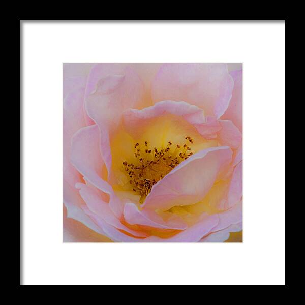 Shabby Chic Framed Print featuring the photograph Softly Rose by Theresa Tahara
