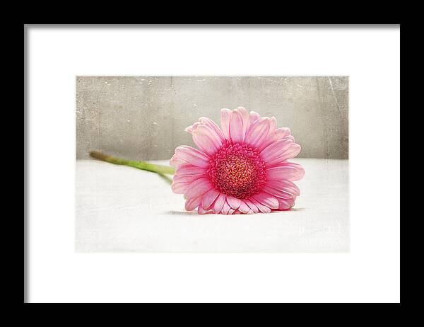 Daisy Framed Print featuring the photograph Softness in Pink by Randi Grace Nilsberg