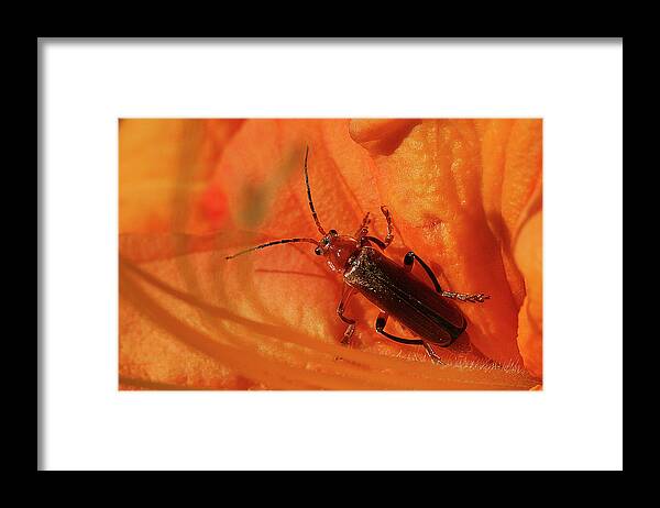 Soldier Beetle Framed Print featuring the photograph Soldier Beetle by Cindi Ressler
