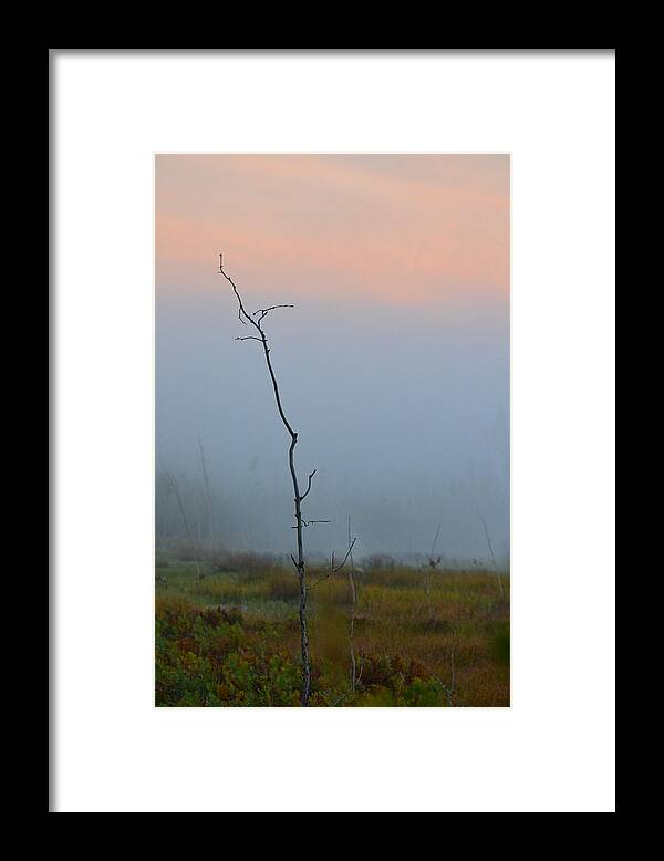 Tree Framed Print featuring the photograph Solitary by Beth Venner