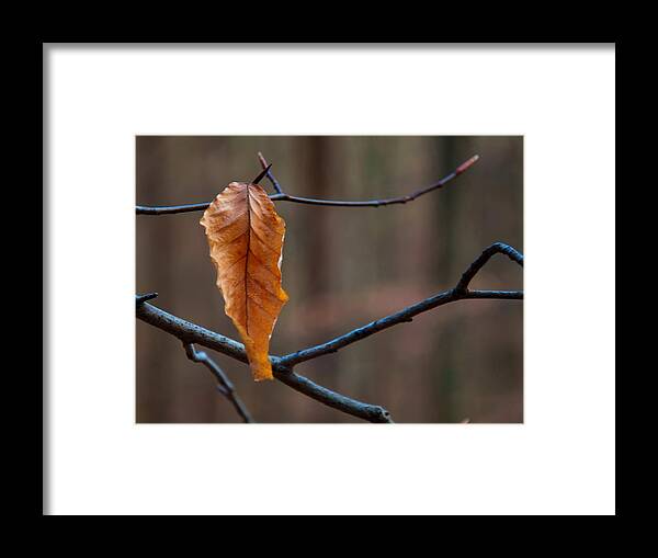 Flowers Framed Print featuring the photograph Solitary Leaf by Flees Photos