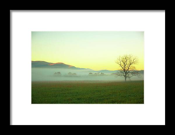 Scenics Framed Print featuring the photograph Solitary Tree In The Fog, Great Smoky by Moreiso