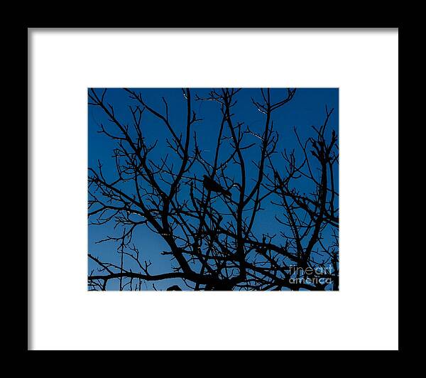 Doves Framed Print featuring the photograph SoLiTuDE iN The MidsT oF ChaoS by Angela J Wright