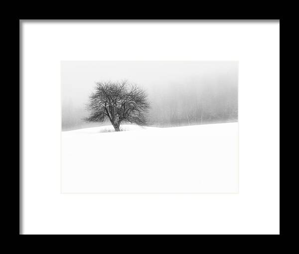 Tree Framed Print featuring the photograph Solitude by John Vose