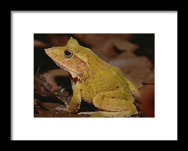 Feb0514 Framed Print featuring the photograph Solomon Island Leaf Frog by Gerry Ellis