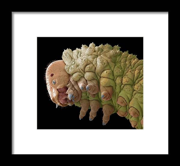 Animal Framed Print featuring the photograph Solomon's Seal Sawfly Larva by Steve Gschmeissner/science Photo Library