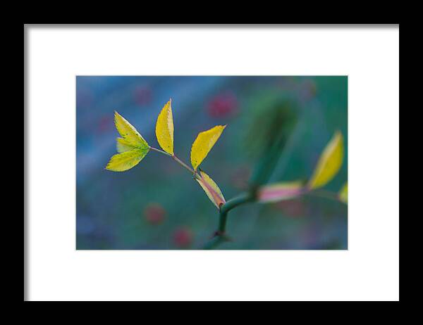 Colors Framed Print featuring the photograph Some Color by Andreas Levi
