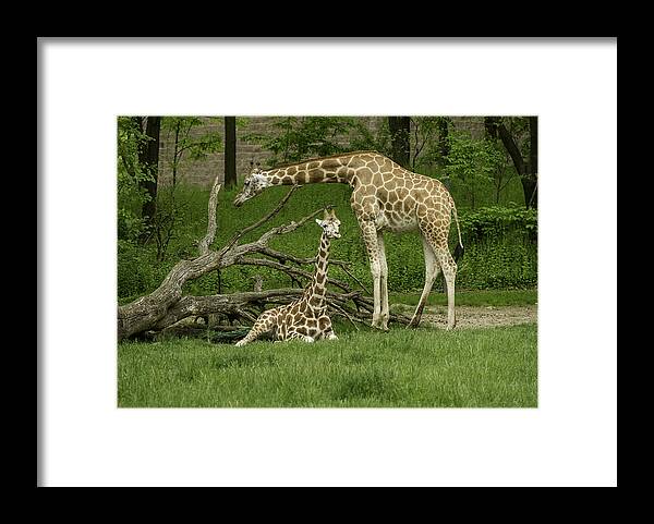 Bronx Zoo Framed Print featuring the photograph Someone To Watch Over Me by Gordon Ripley