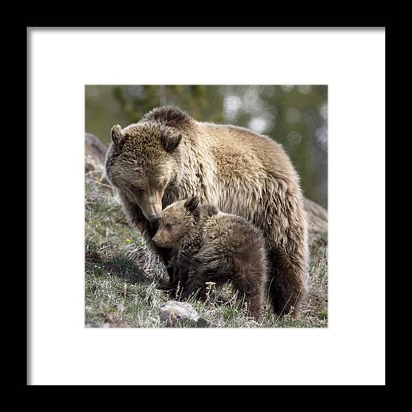 Grizzly Bears Framed Print featuring the photograph Someone To Watch Over Me by Max Waugh