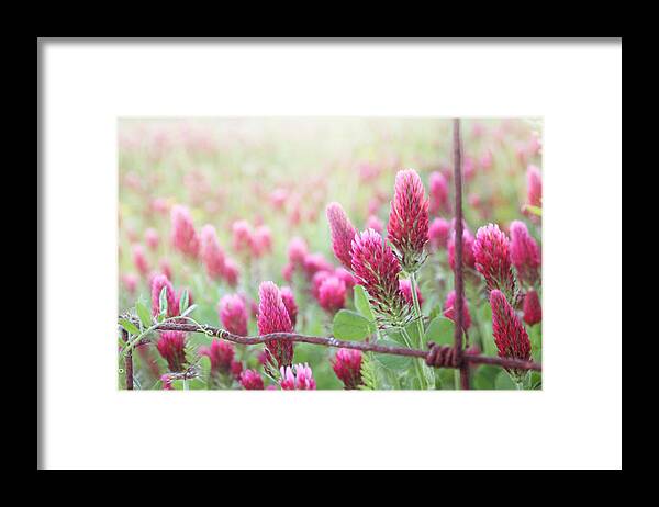 Clover Framed Print featuring the photograph Somewhere Only We Know by Amy Tyler