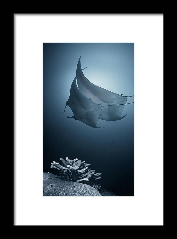 Water Framed Print featuring the photograph Sonata by Andrey Narchuk