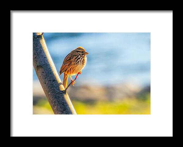 Bird Framed Print featuring the photograph Song Sparrow by Bob Orsillo