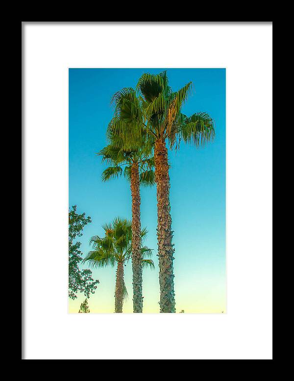 Palm Trees Framed Print featuring the photograph Sonoma Palm Trees by Kathleen McGinley