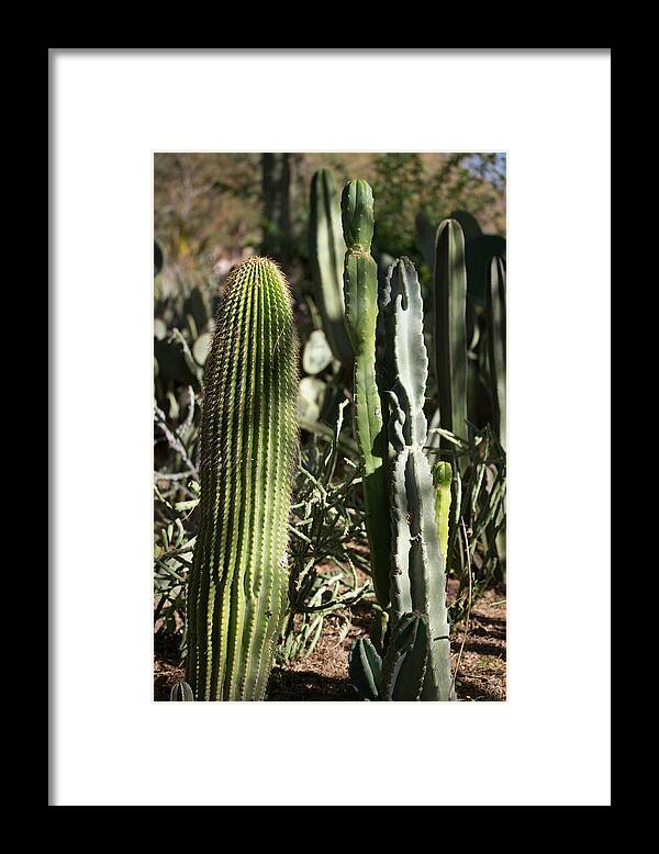 Sonoran Desert Framed Print featuring the photograph Sonoran Desert Flora by Aaron Burrows