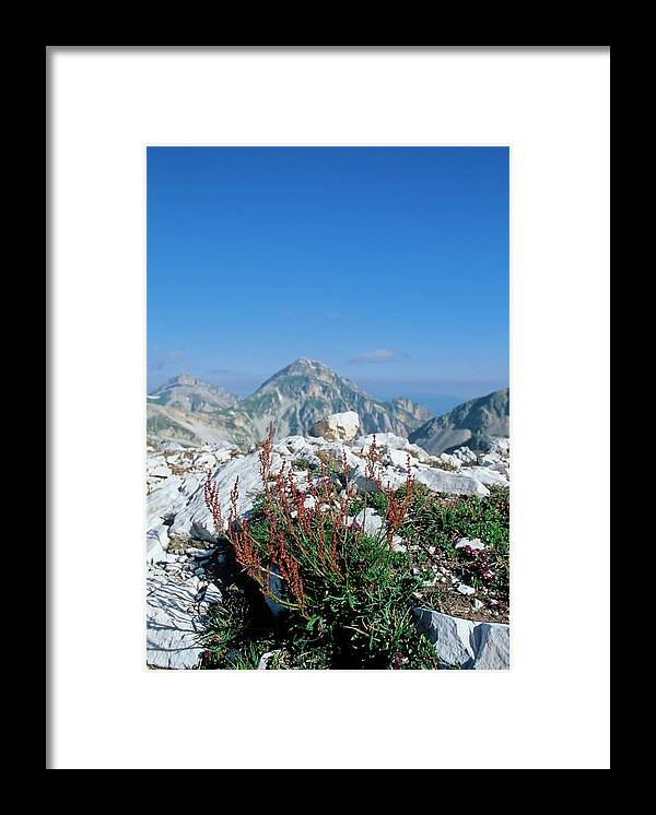 Sorrel Framed Print featuring the photograph Sorrel (rumex Nebroides) by Bruno Petriglia/science Photo Library