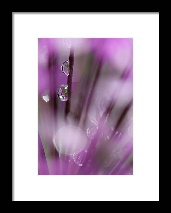 Nature Framed Print featuring the photograph Soul in Rain by Tracy Male