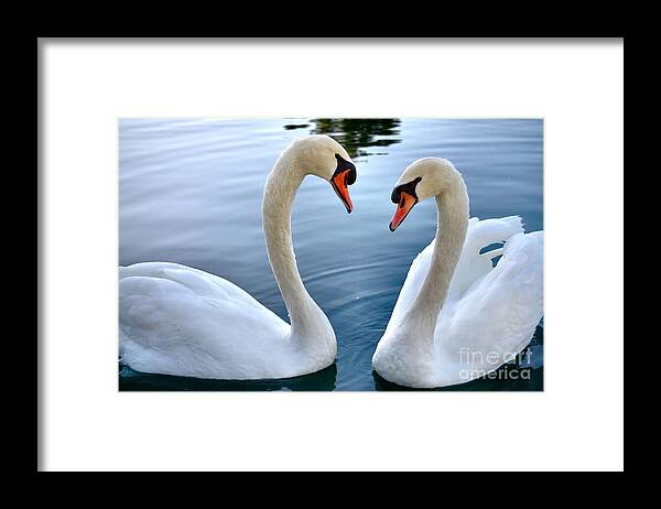 White Swans Framed Print featuring the photograph Soul Mates by Deb Halloran