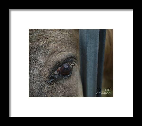 Penetrating Gaze Framed Print featuring the photograph Soul Searching Eyes by Peter Piatt