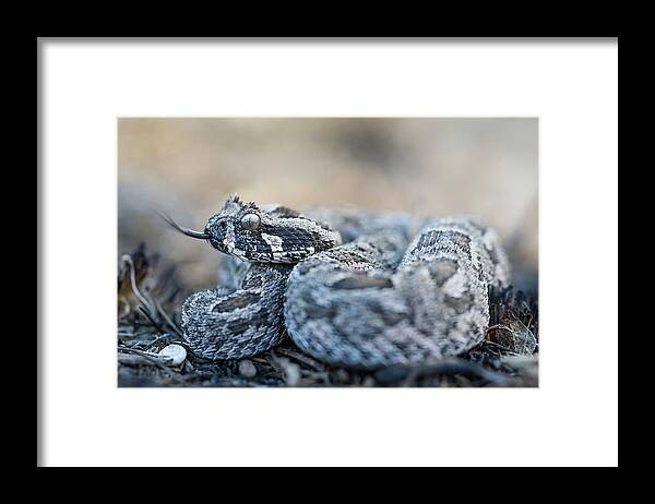 Adder Framed Print featuring the photograph Southern Adder by Peter Chadwick