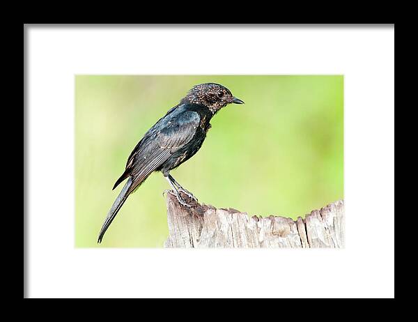 Africa Framed Print featuring the photograph Southern Black Flycatcher by Peter Chadwick/science Photo Library
