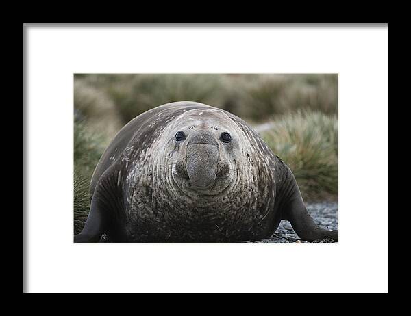Feb0514 Framed Print featuring the photograph Southern Elephant Seal Bull South by Flip Nicklin