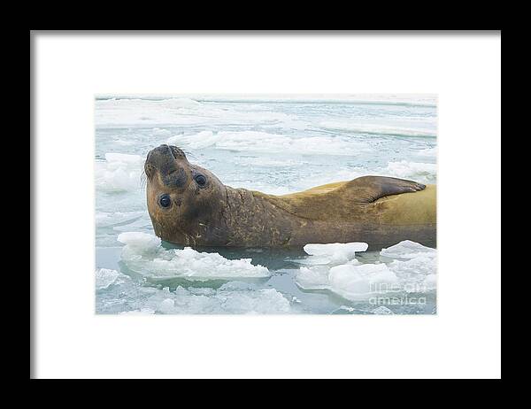 00345893 Framed Print featuring the photograph Southern Elephant Seal Reclining by Yva Momatiuk John Eastcott