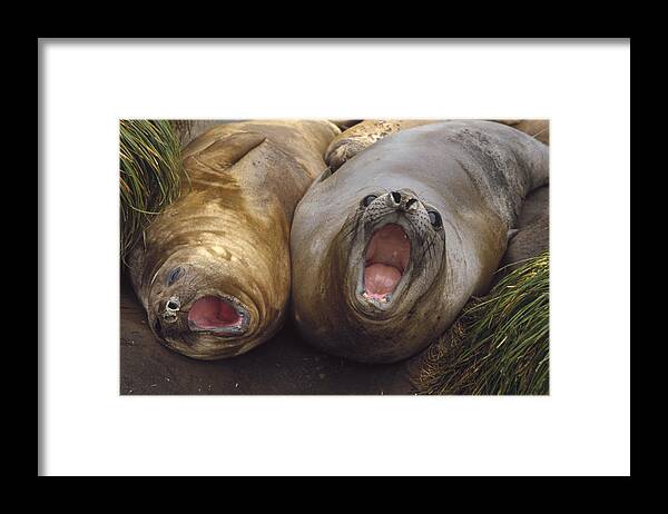Feb0514 Framed Print featuring the photograph Southern Elephant Seal Pair Calling by Konrad Wothe